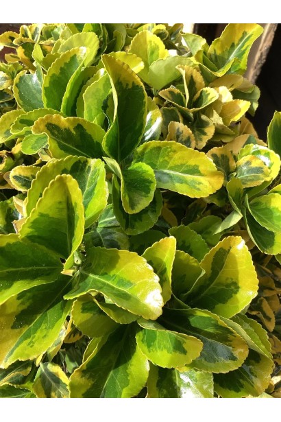 Бруслина японська Ауреомаргіната Топіар листя